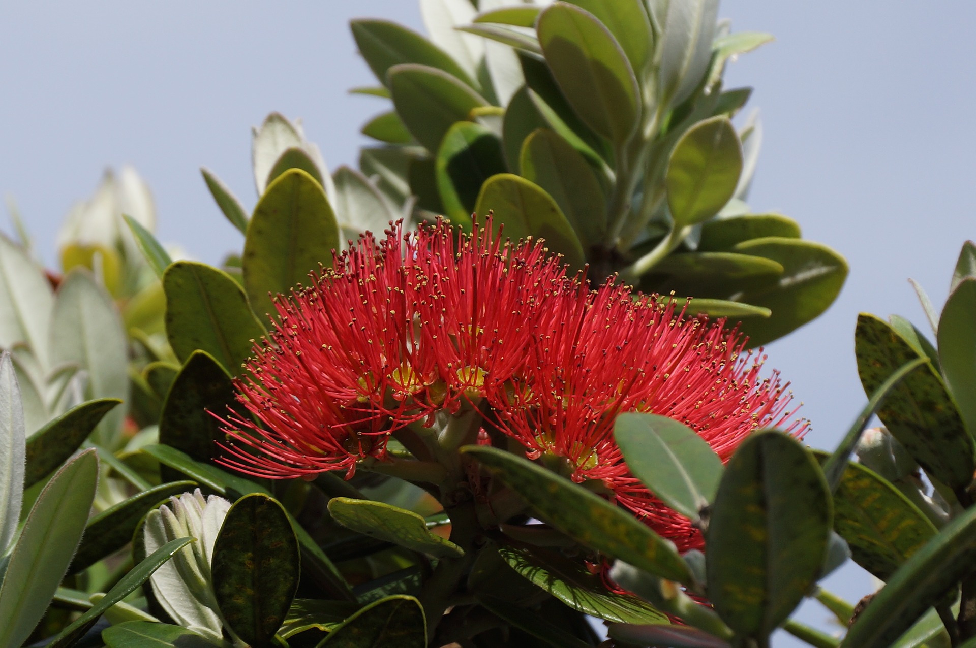 image of a pohutukawa tree in flower